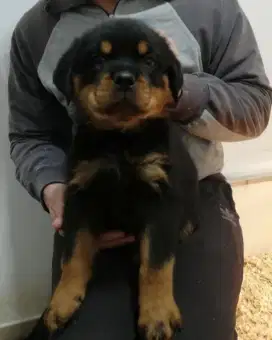 DIJUAL ANAK ANJING ROTTWEILER