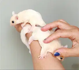 Sugar Glider joey sepasang jinak lucu SG leu jantan betina sehat