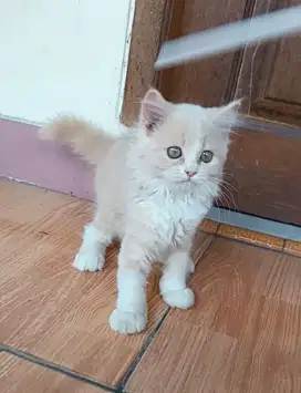 kucing Persia medium