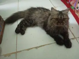 Kucing Persia, Silangan British longhair