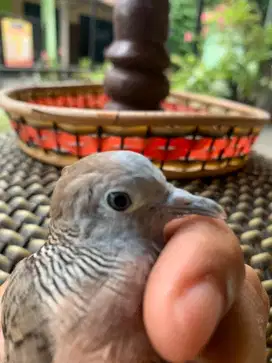 Perkutut Muncis Pancuran Mas Gacor