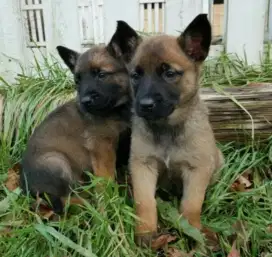 DIJUAL ANAK ANJING BELGIAN MALINOIS