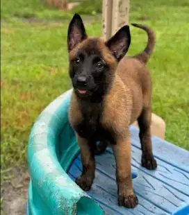 DIJUAL ANAK ANJING BELGIAN MALINOIS