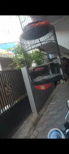 murai batu medan gacor