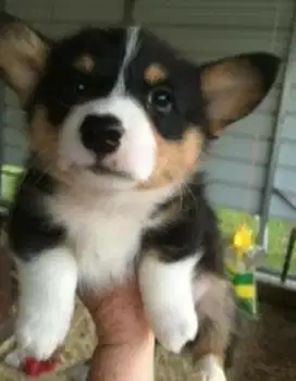 DIJUAL ANAK ANJING CORGY