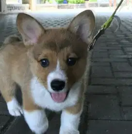 DIJUAL ANAK ANJING CORGY