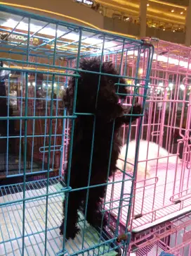 Anak Anjing Poodle