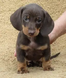 DIJUAL ANAK ANJING TEKEL,/ DACHSHUND