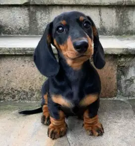 DIJUAL ANAK ANJING TEKEL/DACHSHUND
