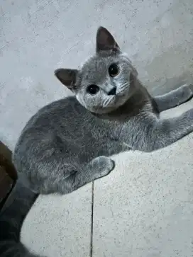 BSH Kitten Blue 4 bulan Pure British Shorthair