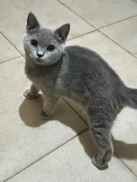 BSH Kitten Blue 4 Bulan Betina Pure British Shorthair