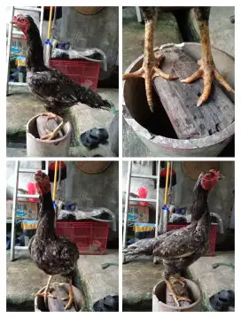 Ayam betina Bangkok ORI klawu blorok