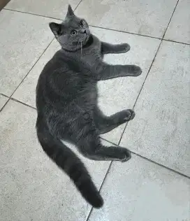 BSH Blue 11 Bulan Jantan Pure British Shorthair Parents All PED