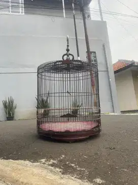 sangkar kandang murai ekor panjang
