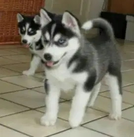 DIJUAL ANAK ANJING SIBERIAN HUSKY