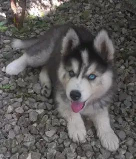 DIJUAL ANAK ANJING SIBERIAN HUSKY