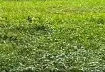 Area Industri !!! Dijual Tanah Ndawar Blandong Mojokerto