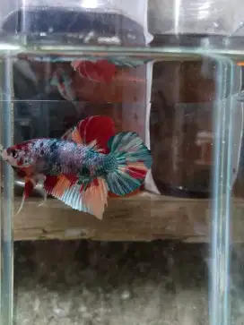 Ikan Cupang plakat Multicolour