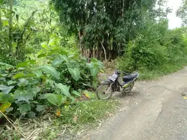 tanah kebun 3 hektar di kedondong