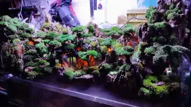 Paludarium Akuarium Aquarium Aquascape fullset siap kirim Baru