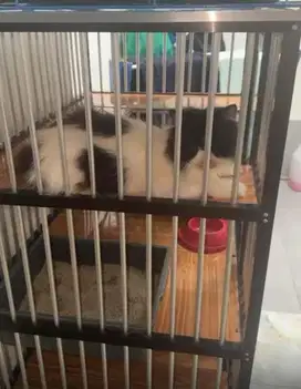 Kucing Peaknose mix exo