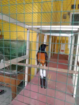 Murai Batu Ternakan