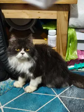 kucing persia hidung pesek bulu tebal