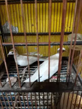 Jual burung sepasang puter albino mata merah