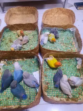 Lolohan lovebird klep dan Non Klep