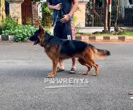 German Shepherd Dog Longhaired