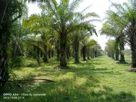 Kebun Sawit 29 Hektar