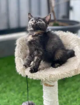 British Short Hair Black tortie Female