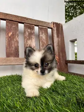 Minipom party colour betina 2 bulan