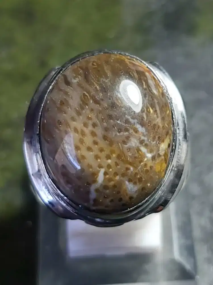 Fosil Aren
- Ring Monel 8