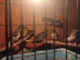 trotol murai batu MH JANTAN