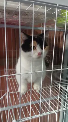 Kucing munchkin BSH/cebol British shorthair/kaki pendek Brittish