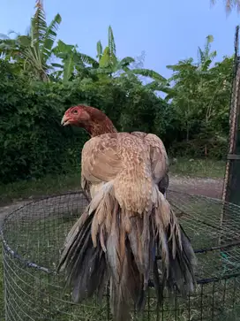 Indukan ekor lidi