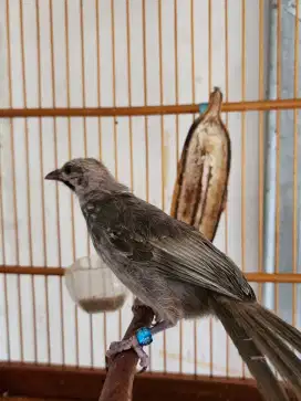 Cucak Rowo/Rawa Indukan Trah Blorok