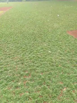 Tukang rumput gajah mini