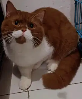 Kucing british shorthair bsh british short hair