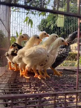 Ayam Ko Shamo usia 1 bulan trah impor