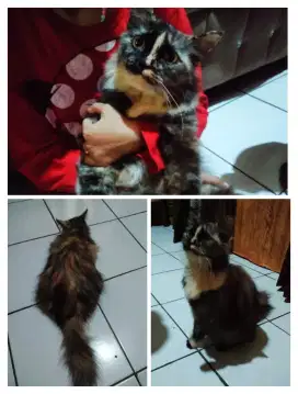 Kucing Persia Betina