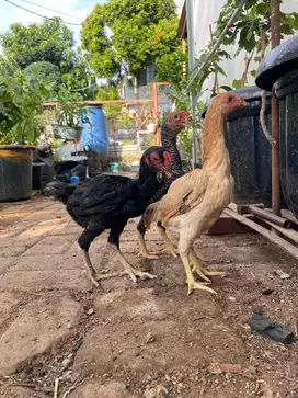 Ayam ko shamo 4 bln siapan