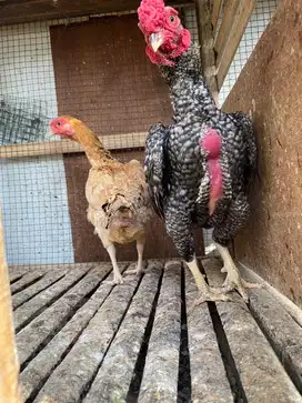 Ayam Ko Shamo Indukan