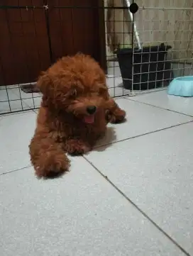 Red toy poodle betina
