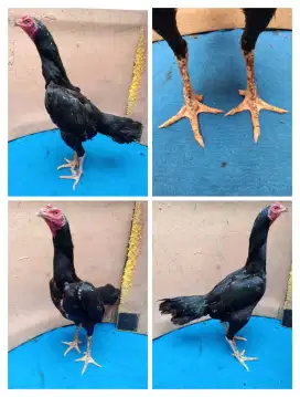 Ayam biang ternak Bangkok klasik