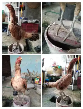 Ayam betina Mangon silang Bangkok
