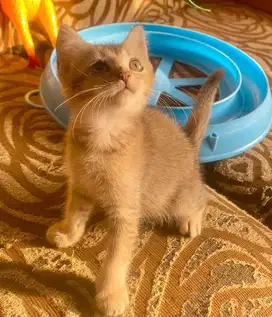 Kitten bsh british short hair