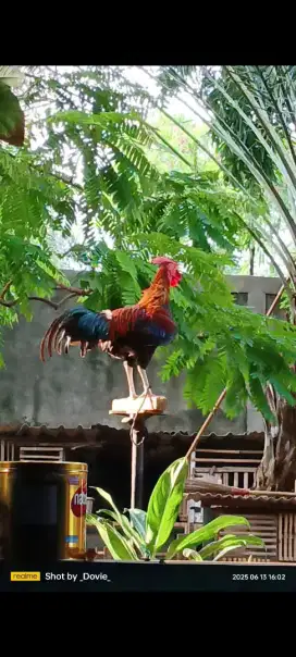 Ayam ketawa durasi sambung