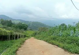 JUAL LAHAN PRODUKTIF DI CIWIDEY BANDUNG